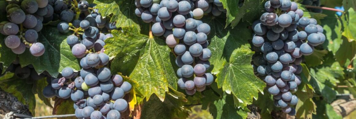 carlos_r_bonilla_miranda-grapes-1618308